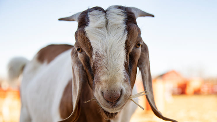 Gambar Amazing Qurban